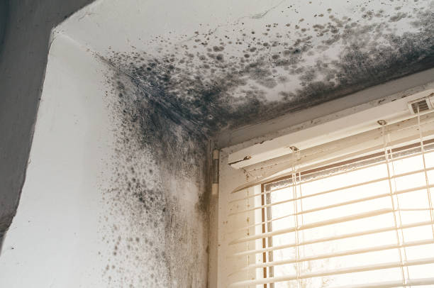 Affordable Attic Mold Remediation solutions in Margarettsville, NC