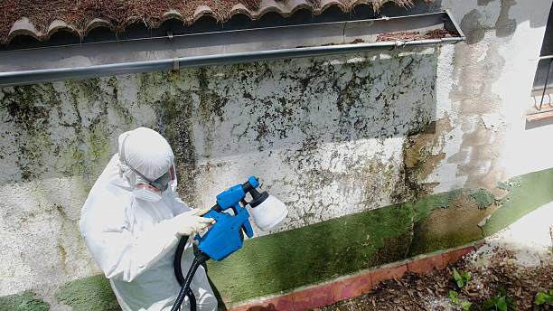 Top rated local Attic Mold Remediation specialists in Margarettsville, NC